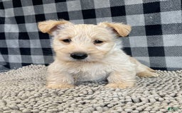 Scottish Terrier dogs for sale: Roland - Image 2