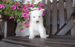 German Shepherd dogs for sale: Jim - Image 8