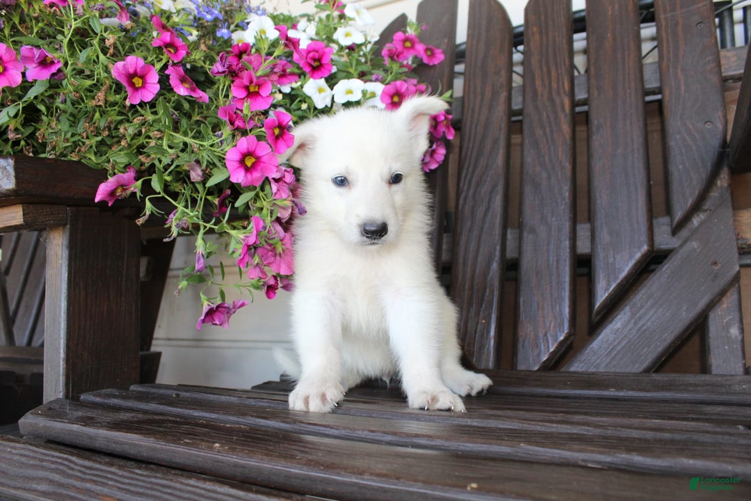 German Shepherd dogs for sale: Jim - Image 8