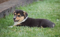Welsh Corgi Pembroke dogs for sale: Roman - Image 5
