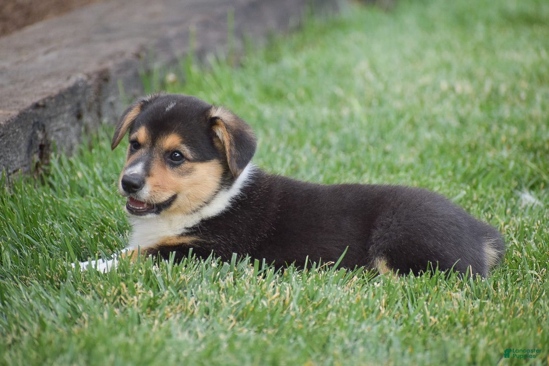 Welsh Corgi Pembroke dogs for sale: Roman - Image 5