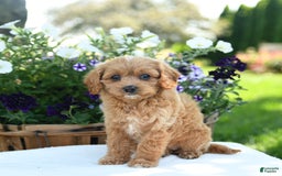 Cavapoo dogs for sale: Cookie - Image 3