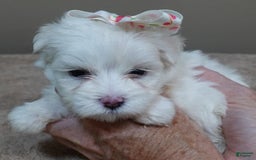 Maltese dogs for sale: Empress - Image 8