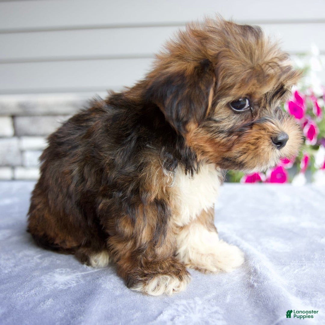 Shorkie dogs for sale: Ellington - Image 6