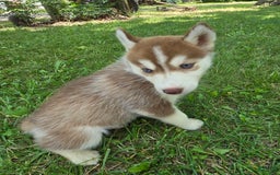 Siberian Husky dogs for sale: Glory - Image 4