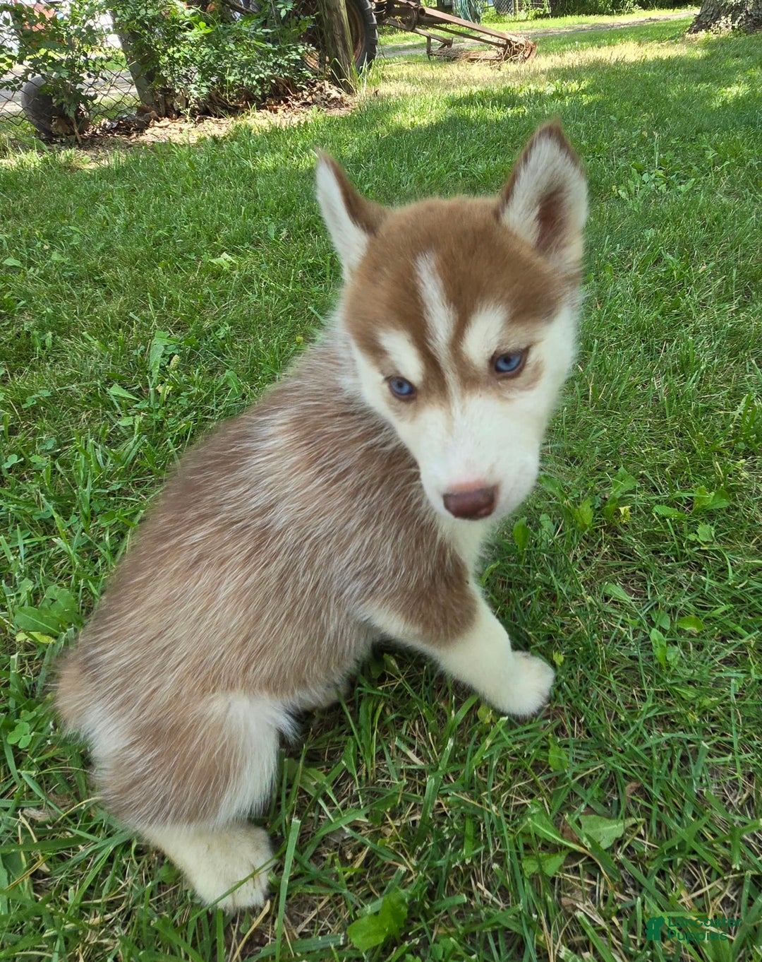 Siberian Husky dogs for sale: Glory - Image 4