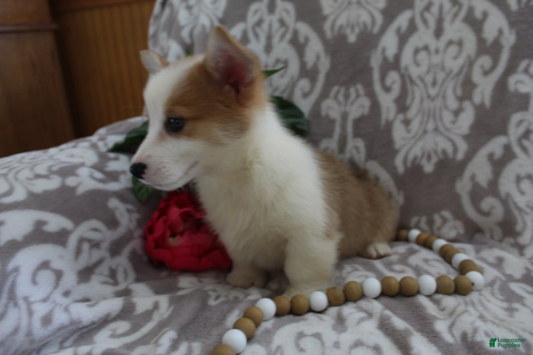 Welsh Corgi Pembroke dogs for sale: Kory - Image 8
