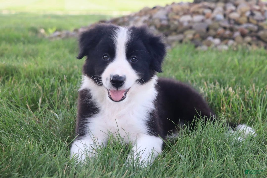 Border Collie dogs for sale: Kingston - Image 7