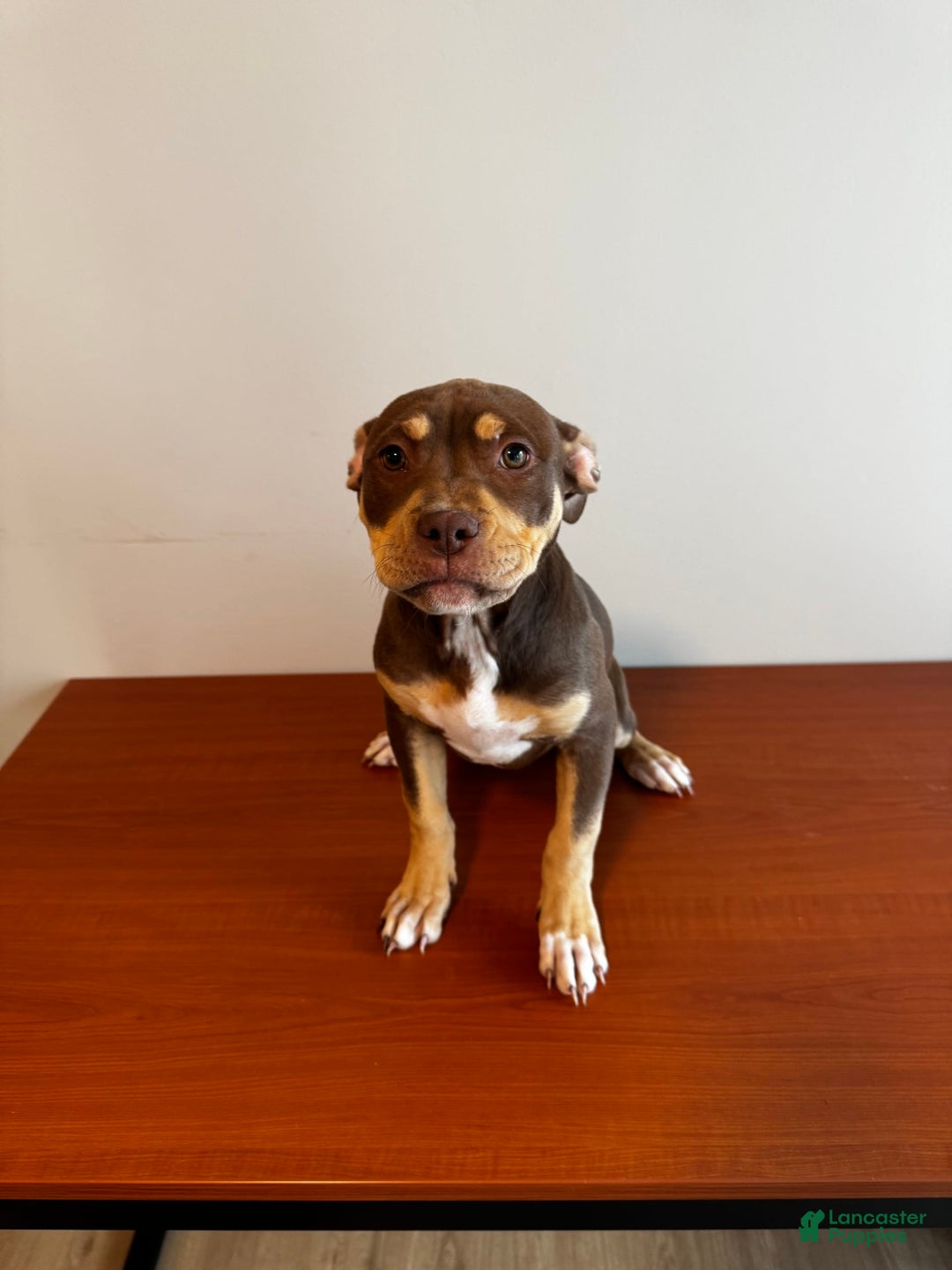 American Bully dogs for sale: Buttercup - Image 2