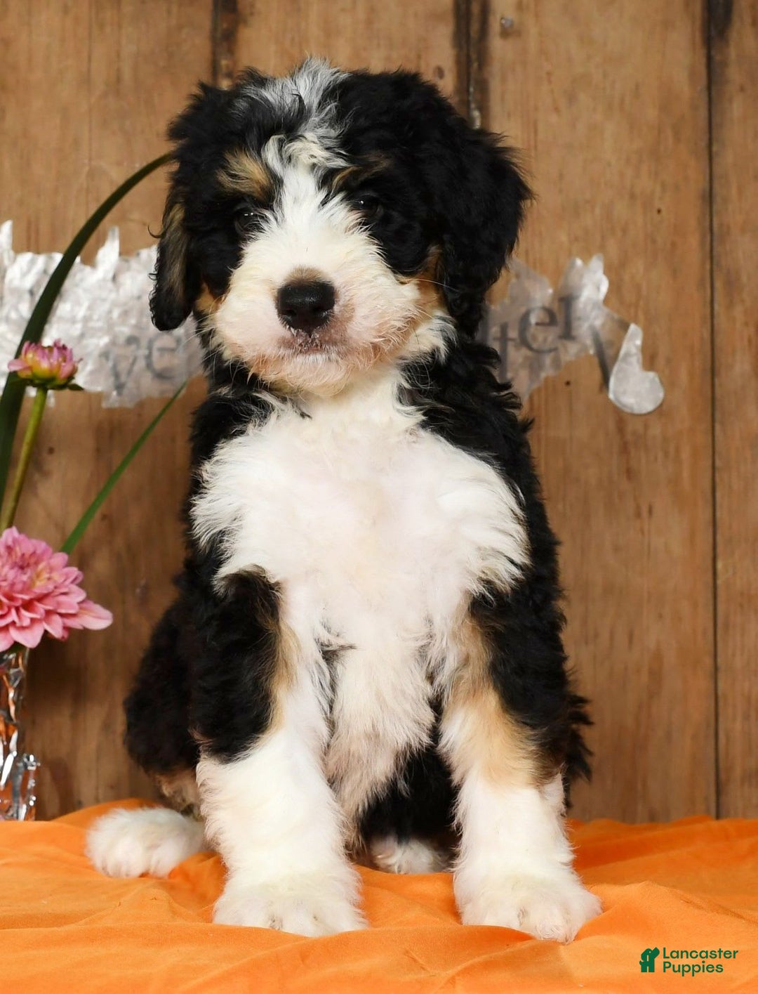 Bernedoodle dogs for sale: Danny - Image 2