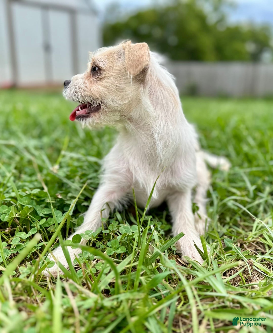 Yorkshire Terrier dogs for sale: Thelma - Image 3
