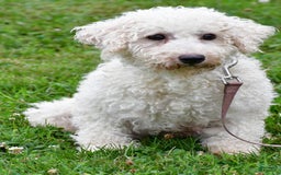 Cavachon dogs for sale: Buddy - Image 8