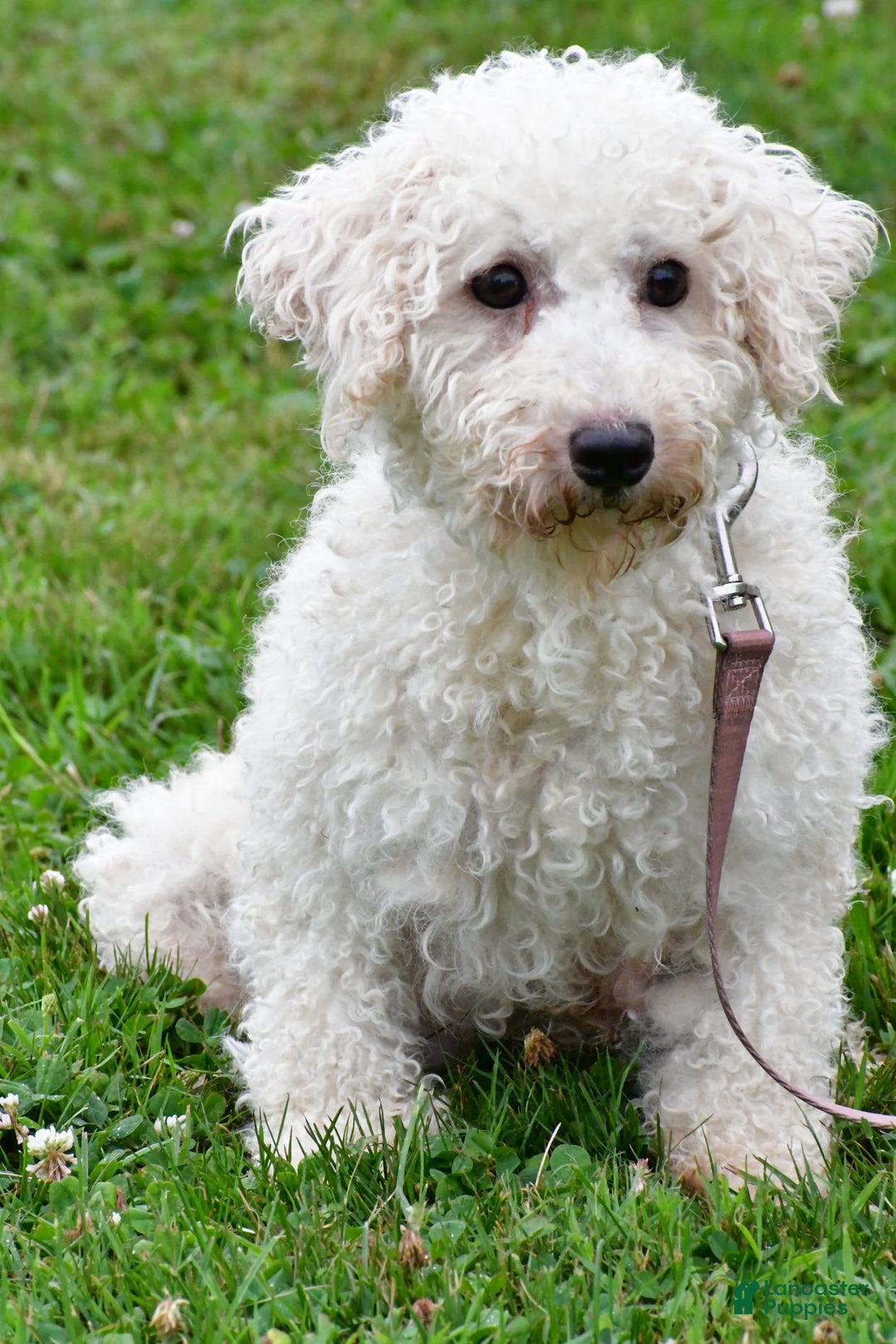 Cavachon dogs for sale: Buddy - Image 8