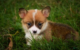 Welsh Corgi Pembroke dogs for sale: Cupcake - Image 5