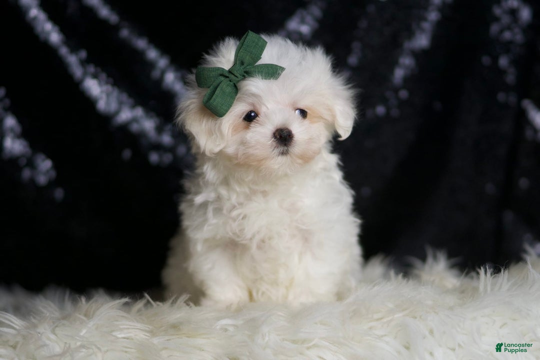 Maltese dogs for sale: Lil Casper - Image 4