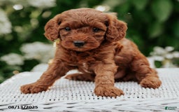 Cavapoo dogs for sale: Tequila - Image 1