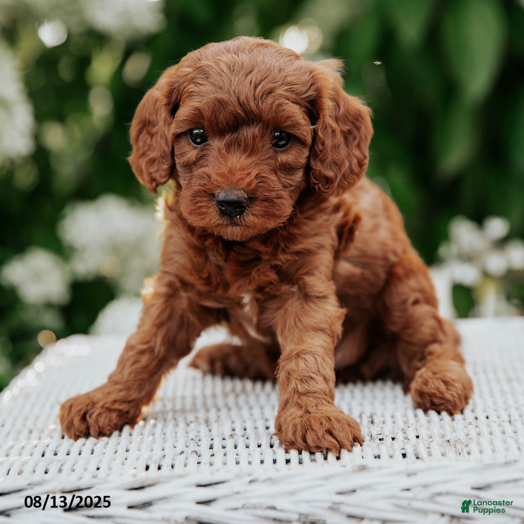Cavapoo dogs for sale: Tequila - Image 1