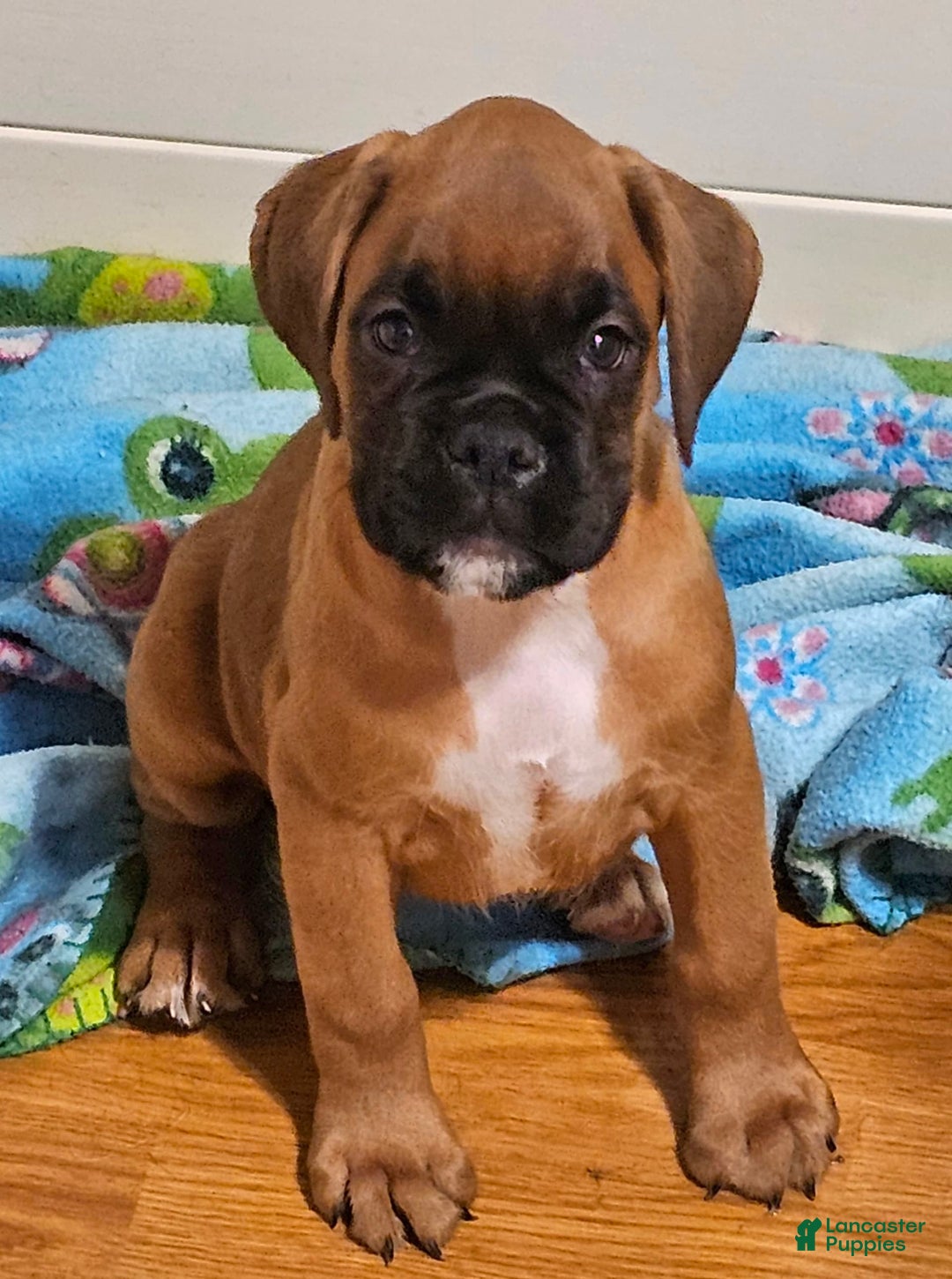 Boxer dogs for sale: Lilly European - Listing for pets: Beautiful European Health Tested Parents, Brady European Boxer health tested, Cream De Coco, Lilly European - Image 8