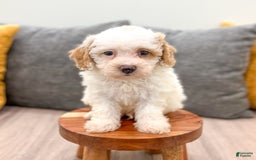 Bichpoo dogs for sale: Spot - Image 5