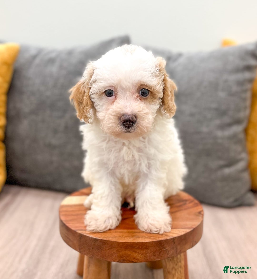 Bichpoo dogs for sale: Spot - Image 5