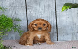 Cavalier King Charles Spaniel dogs for sale: Twila - Image 2
