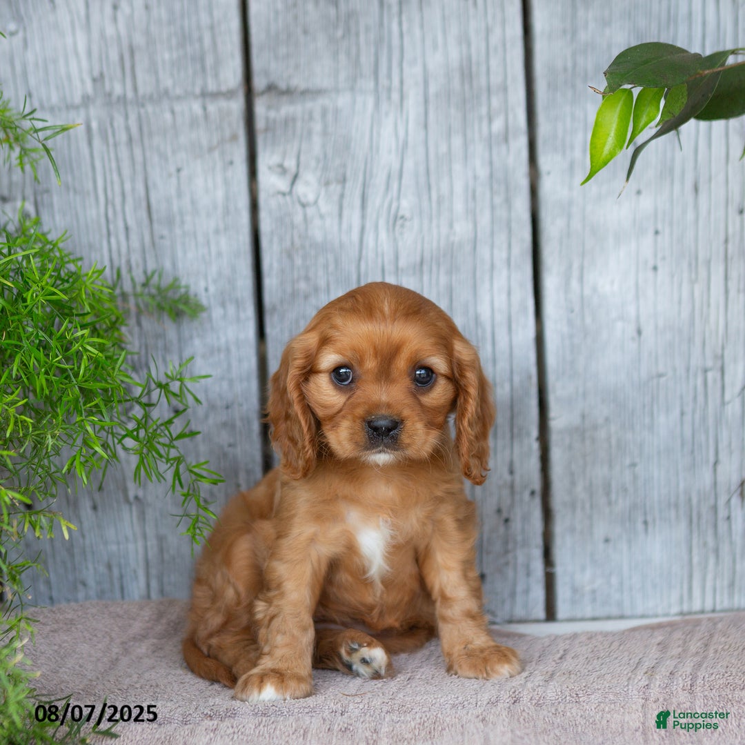 Cavalier King Charles Spaniel dogs for sale: Twila - Image 2