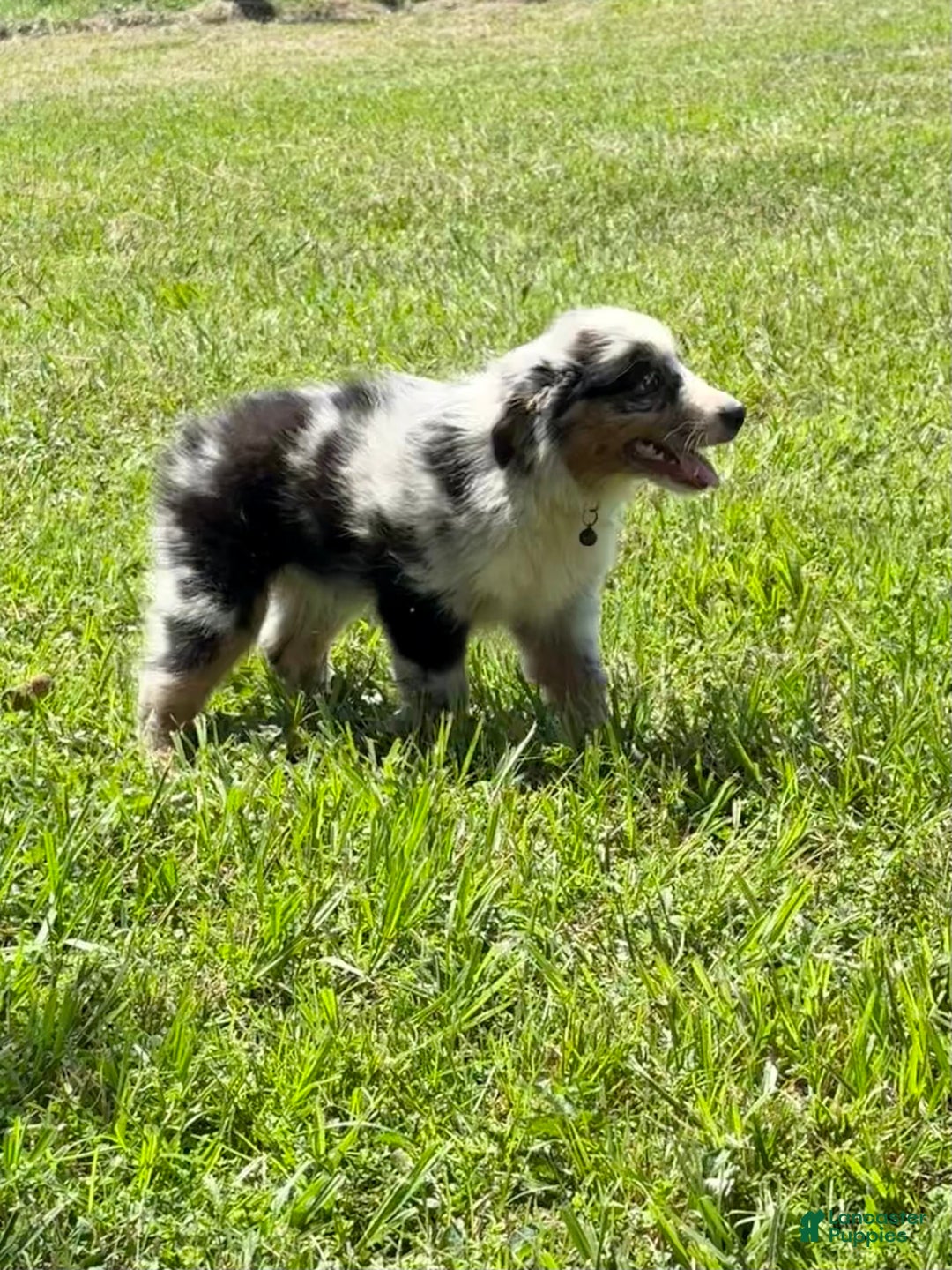 Miniature Australian Shepherd dogs for sale: F-green - Image 2