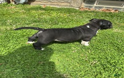 American Bully dogs for sale: Luna Black - Image 7