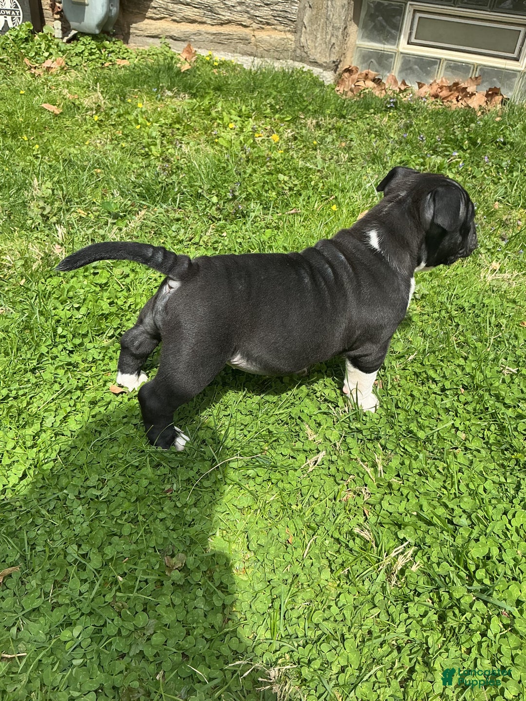 American Bully dogs for sale: Luna Black - Image 7