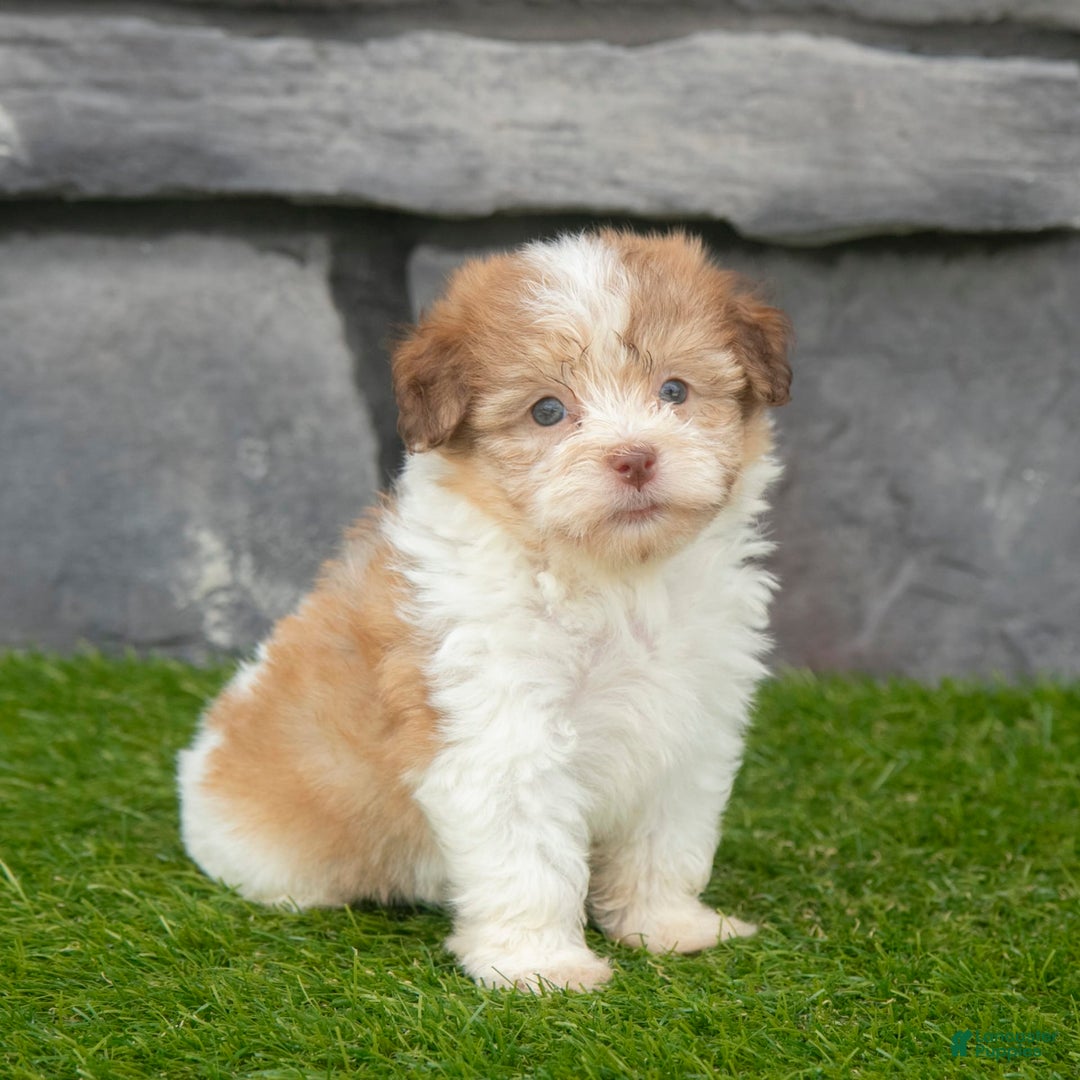 Havanese dogs for sale: Carly - Image 7