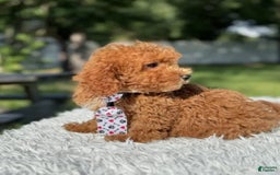 Mini Goldendoodle dogs for sale: Ziggy - Image 4