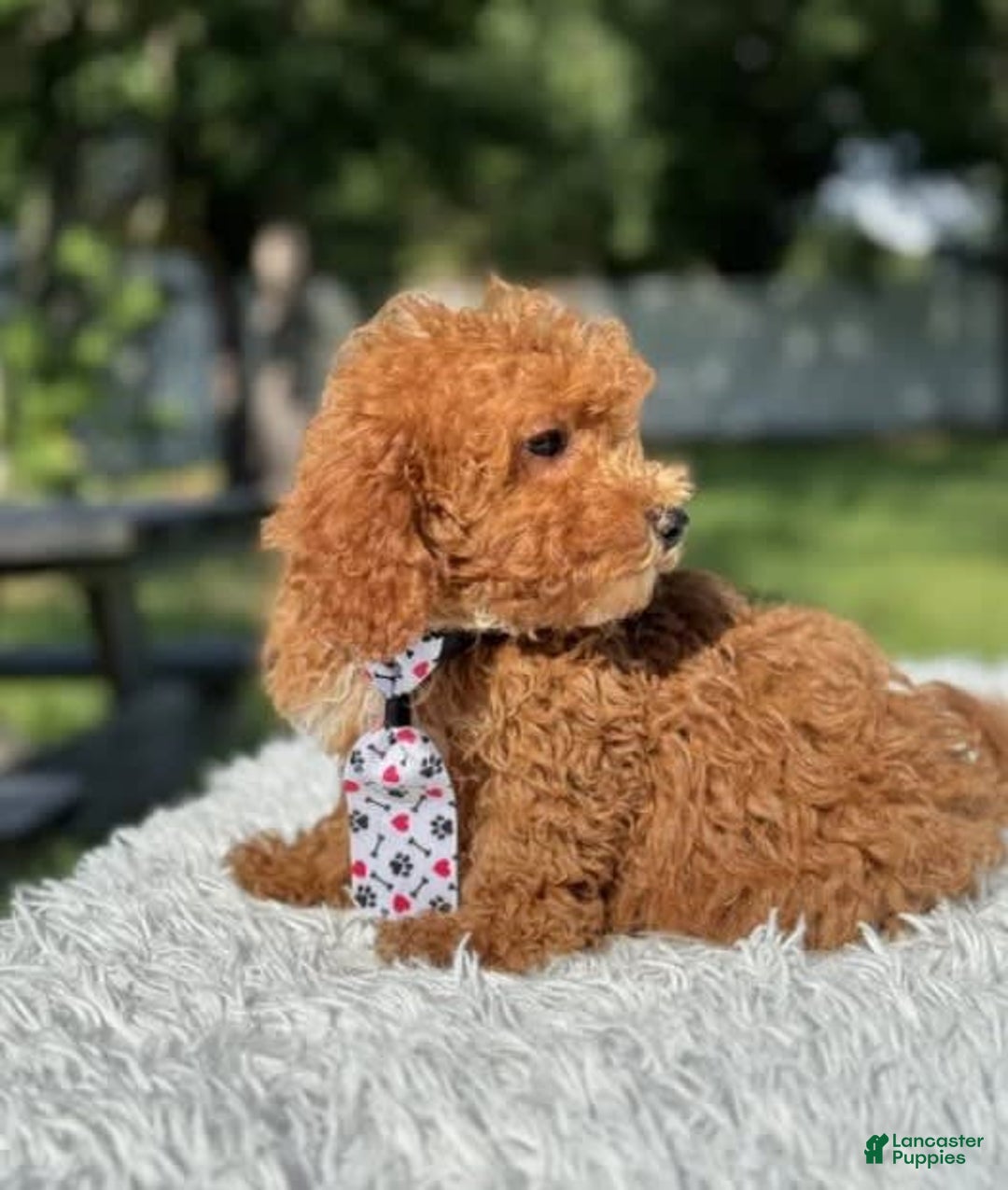Mini Goldendoodle dogs for sale: Ziggy - Image 4