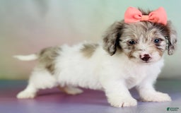 Toy Poodle dogs for sale: Precious Dna Clear - Image 5