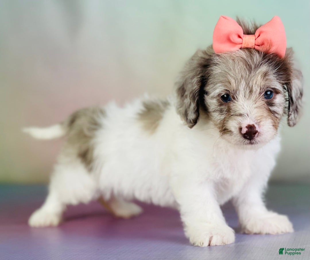 Toy Poodle dogs for sale: Precious Dna Clear - Image 5