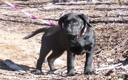 Labrador Retriever dogs for sale: Melody - Image 6