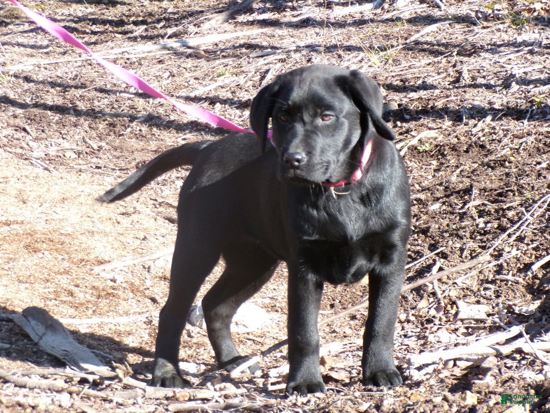 Labrador Retriever dogs for sale: Melody - Image 6