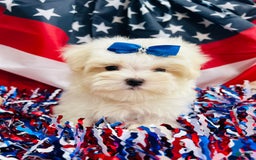 Maltese dogs for sale: Paxton - Image 4