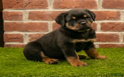 Rottweiler dogs for sale: Elliot - Image 2