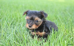 Yorkshire Terrier dogs for sale: Yorkshire Terrier 3 puppies - Image 2