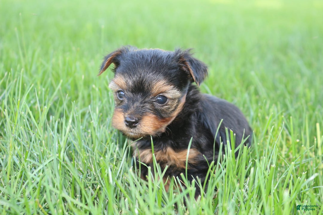 Yorkshire Terrier dogs for sale: Yorkshire Terrier 3 puppies - Image 2