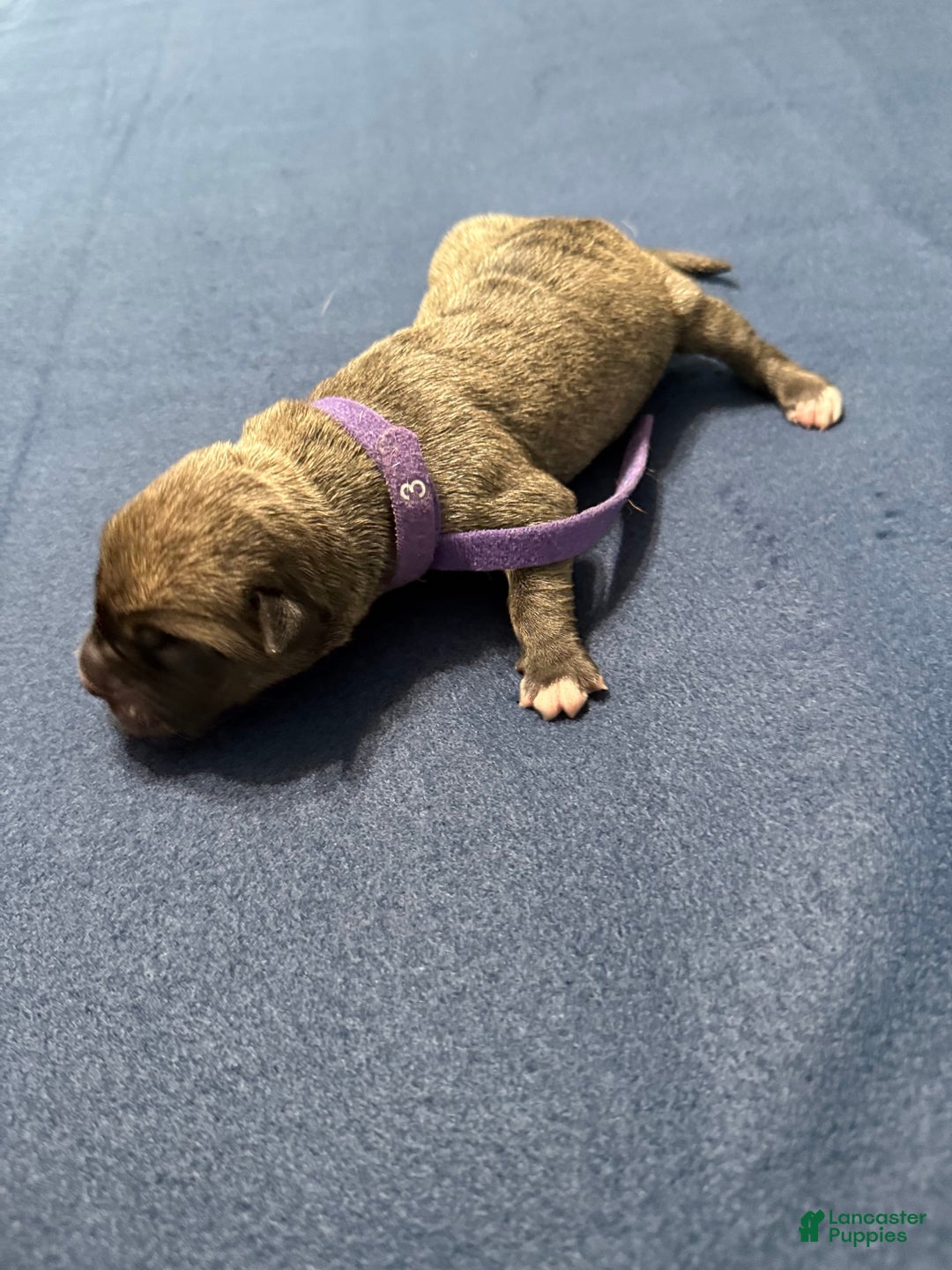 Cane Corso dogs for sale: Bingo - Image 1
