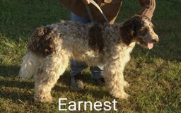 Standard Poodle dogs for sale: Angus - Image 4