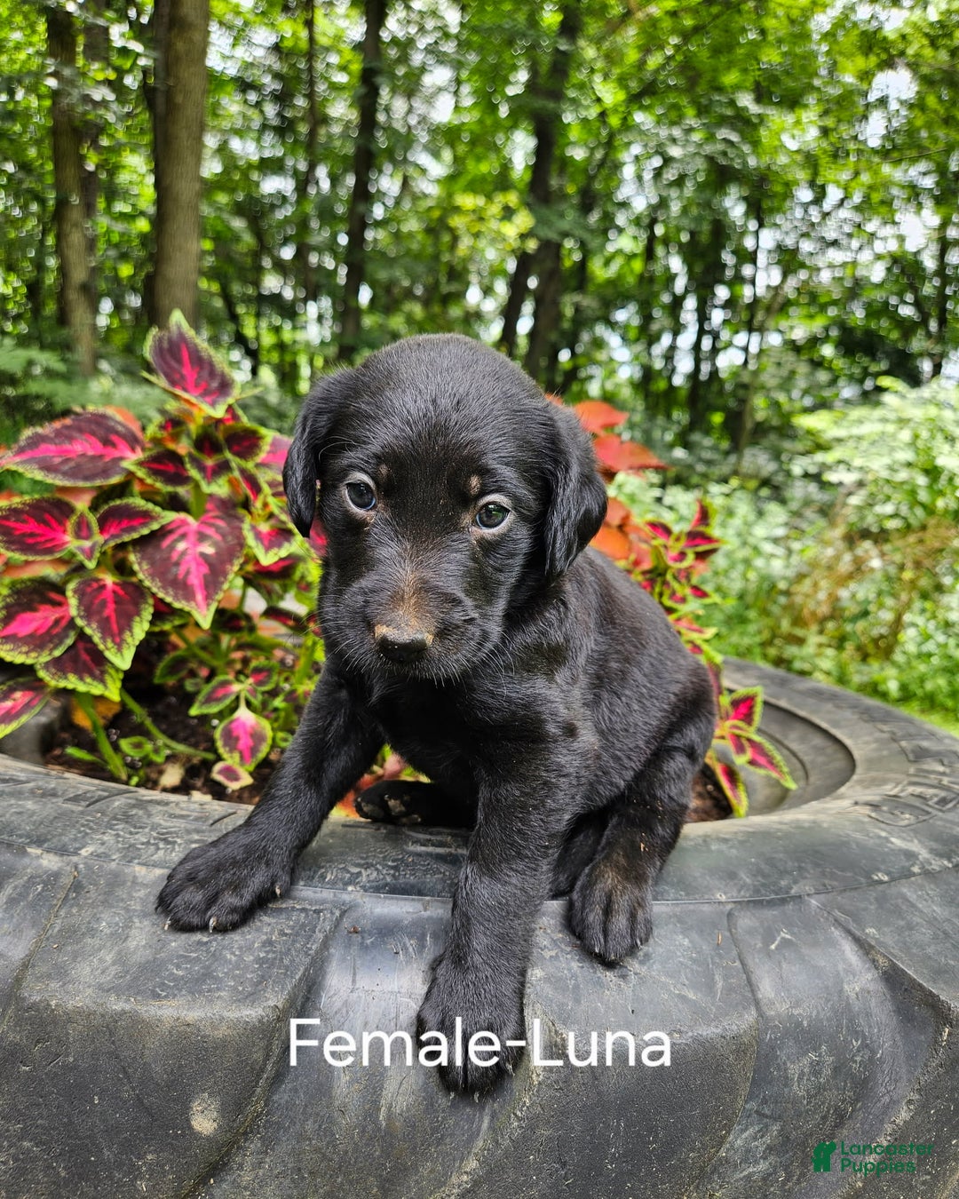 Labradoodle dogs for sale: Gracie - Image 7