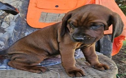 Redbone Coonhound dogs for sale: Boone - Image 3