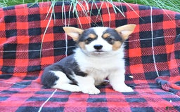 Welsh Corgi Pembroke dogs for sale: Mercy - Image 4