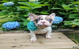 French Bulldog dogs for sale: Athena Akc - Image 11