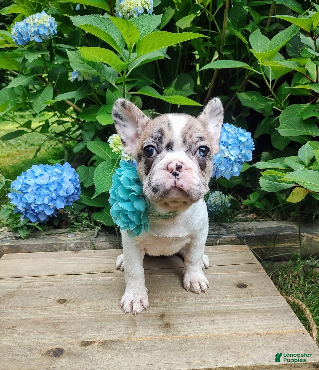 French Bulldog dogs for sale: Athena Akc - Image 11