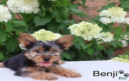 Yorkshire Terrier dogs for sale: Benji - Image 3