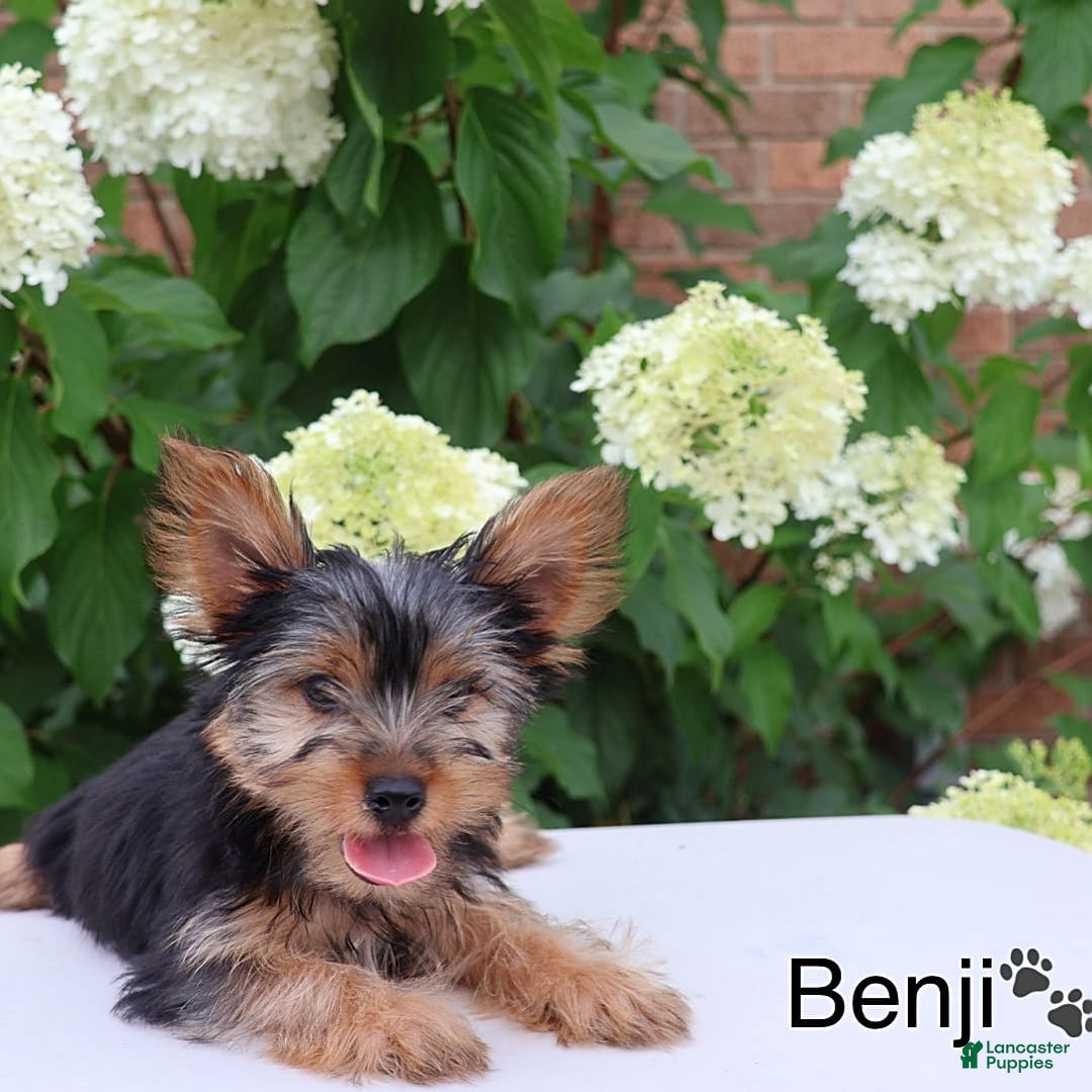 Yorkshire Terrier dogs for sale: Benji - Image 3