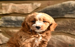 Labradoodle dogs for sale: Lucky - Image 2